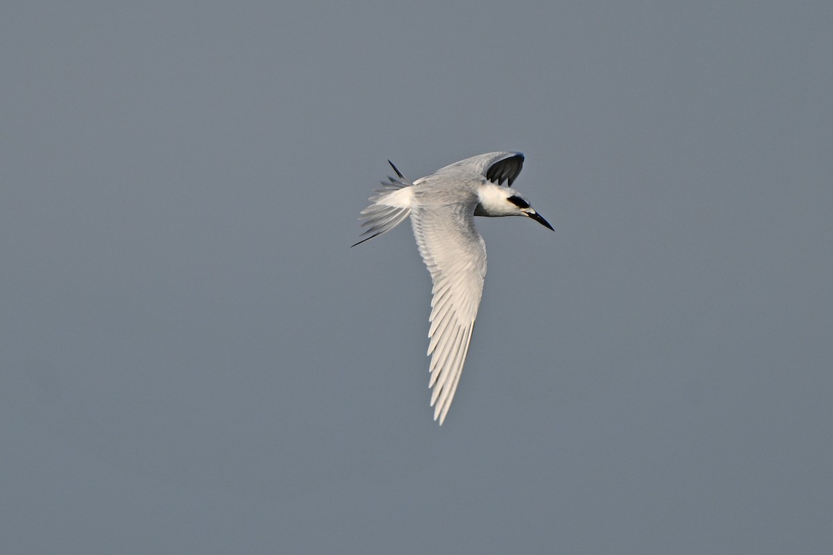 Forster's Tern - ML647000199