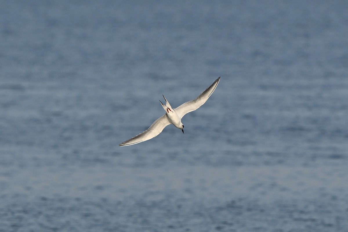 Forster's Tern - ML647000200