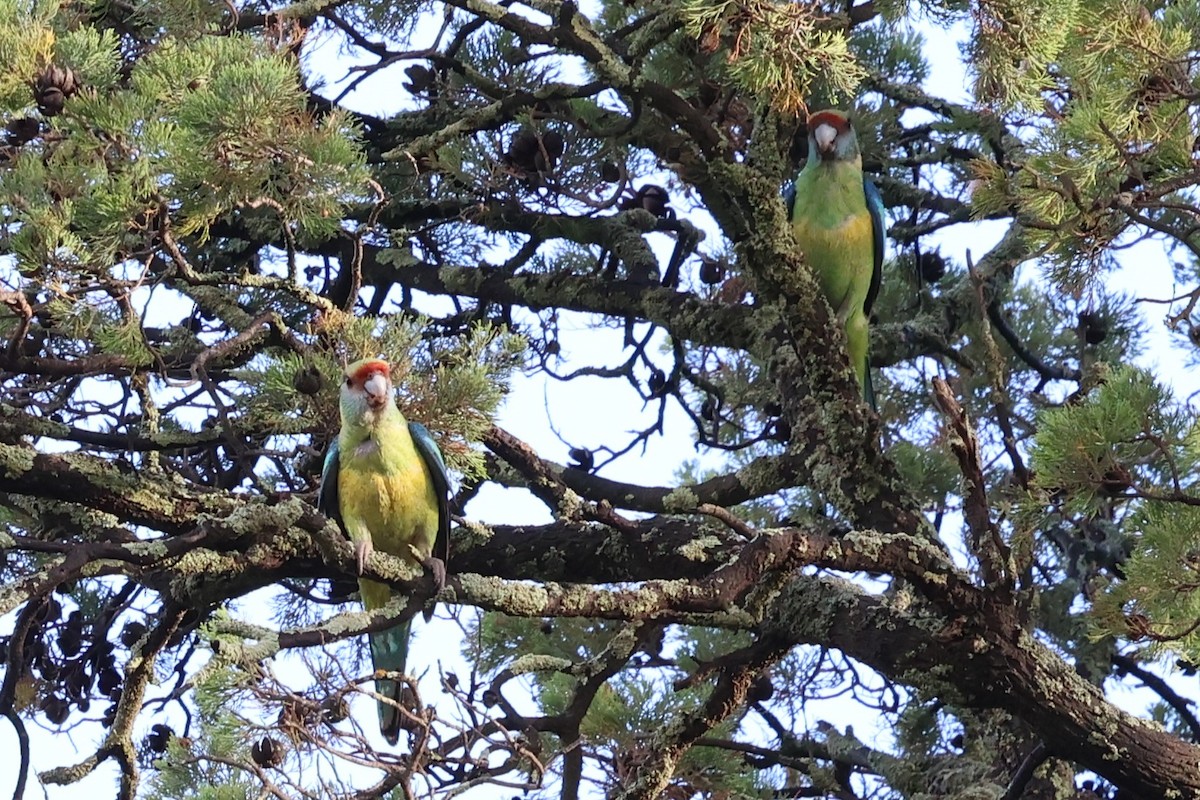 Воротничковый попугай (barnardi) - ML647000203