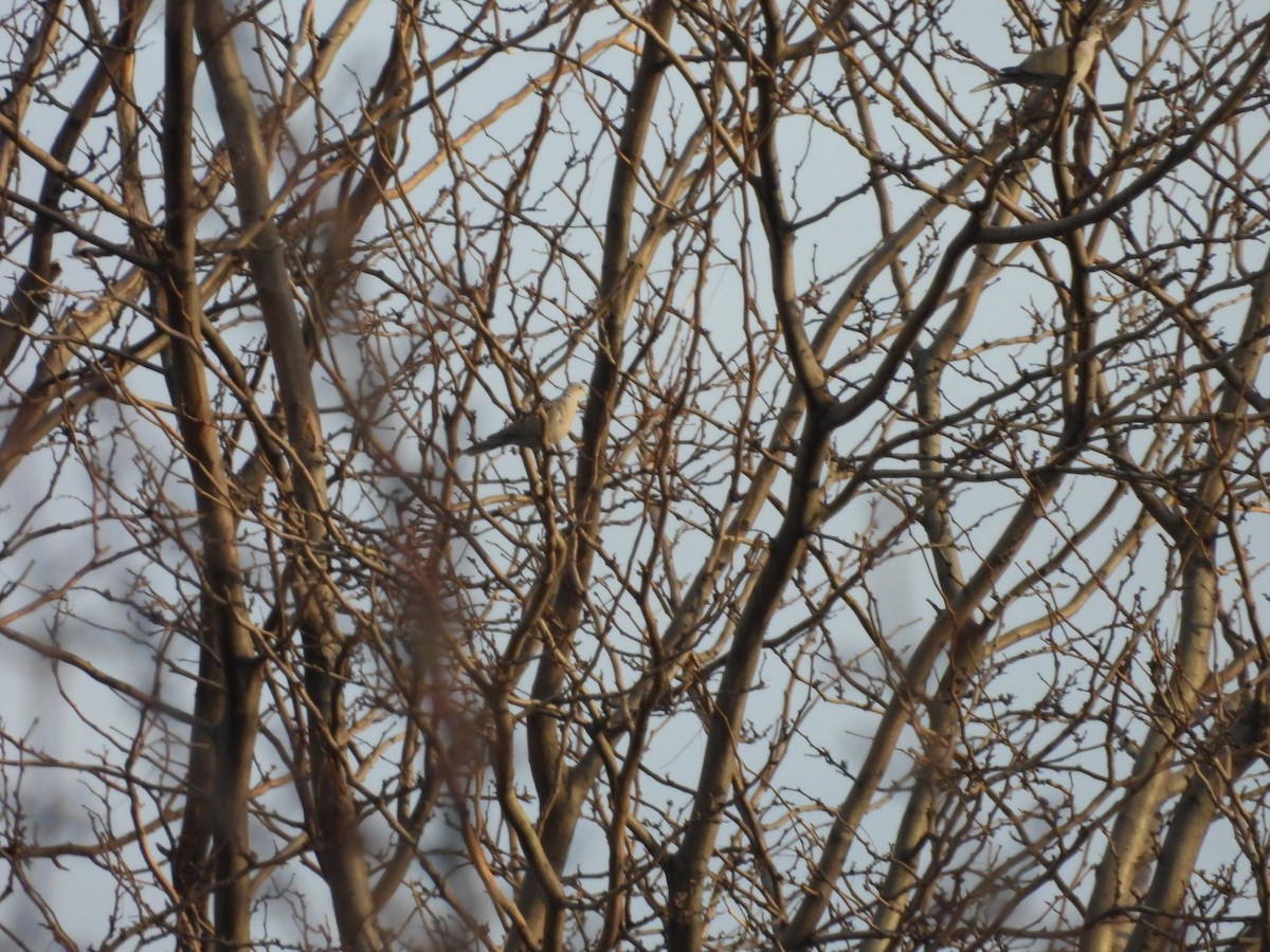 Eurasian Collared-Dove - ML647000204