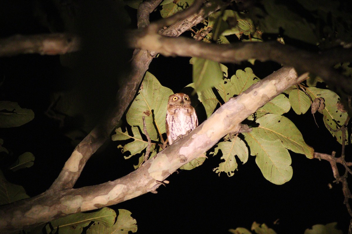 Oriental Scops-Owl - ML647000205