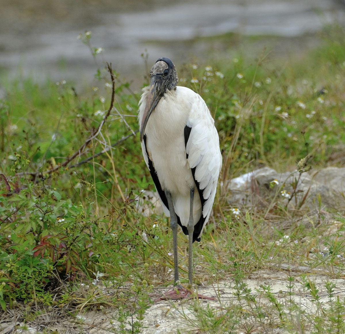 Wood Stork - ML647000210