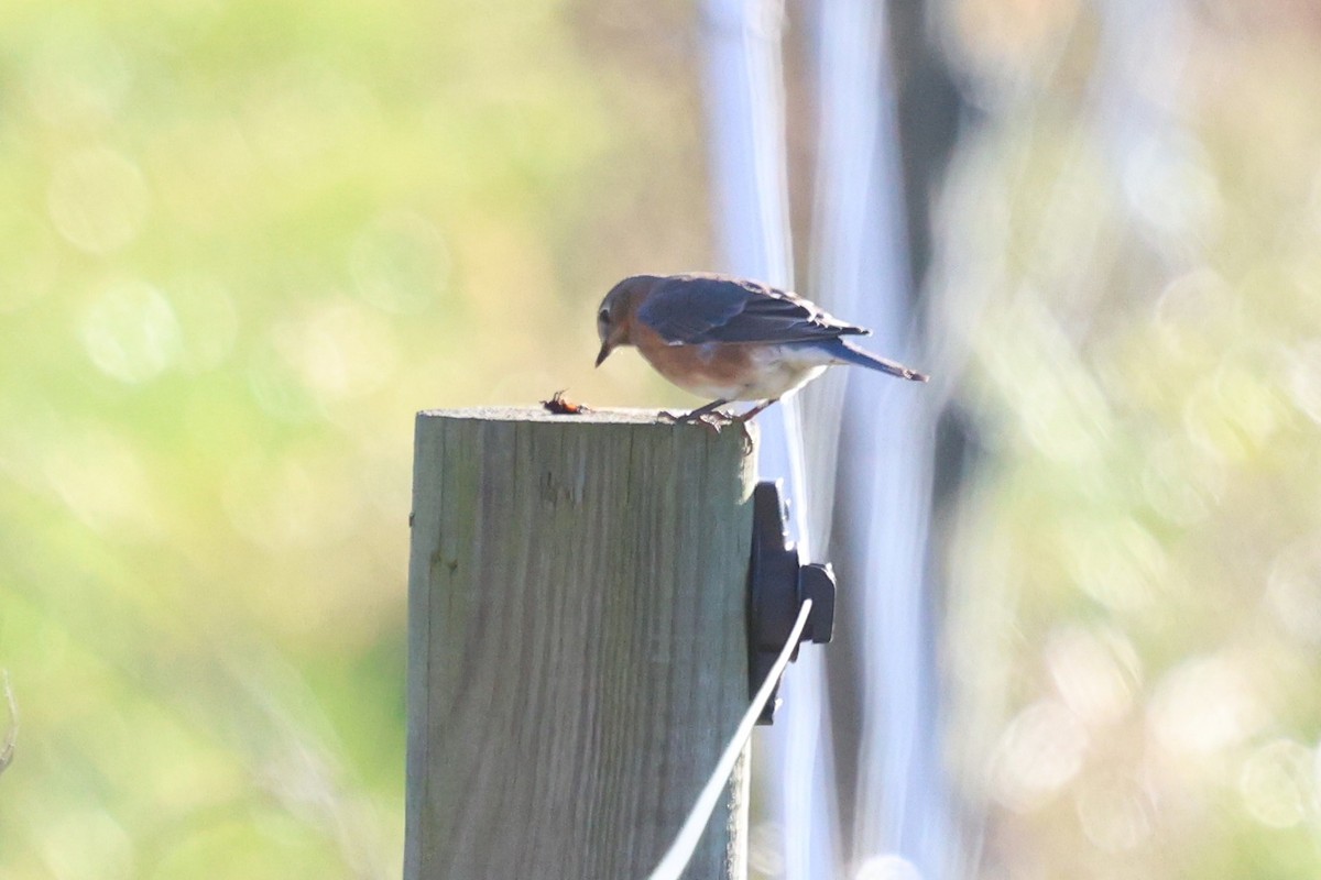 Azulejo Oriental - ML647000212