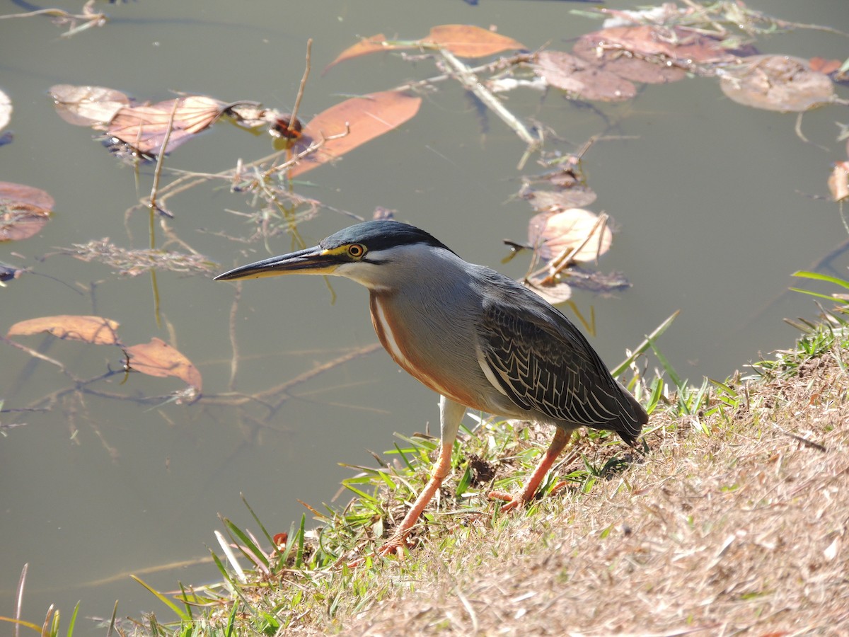 Striated Heron - ML647000219