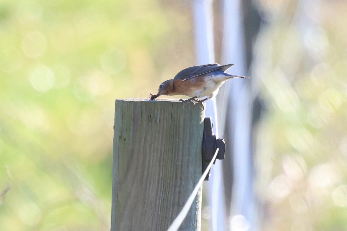 Azulejo Oriental - ML647000224