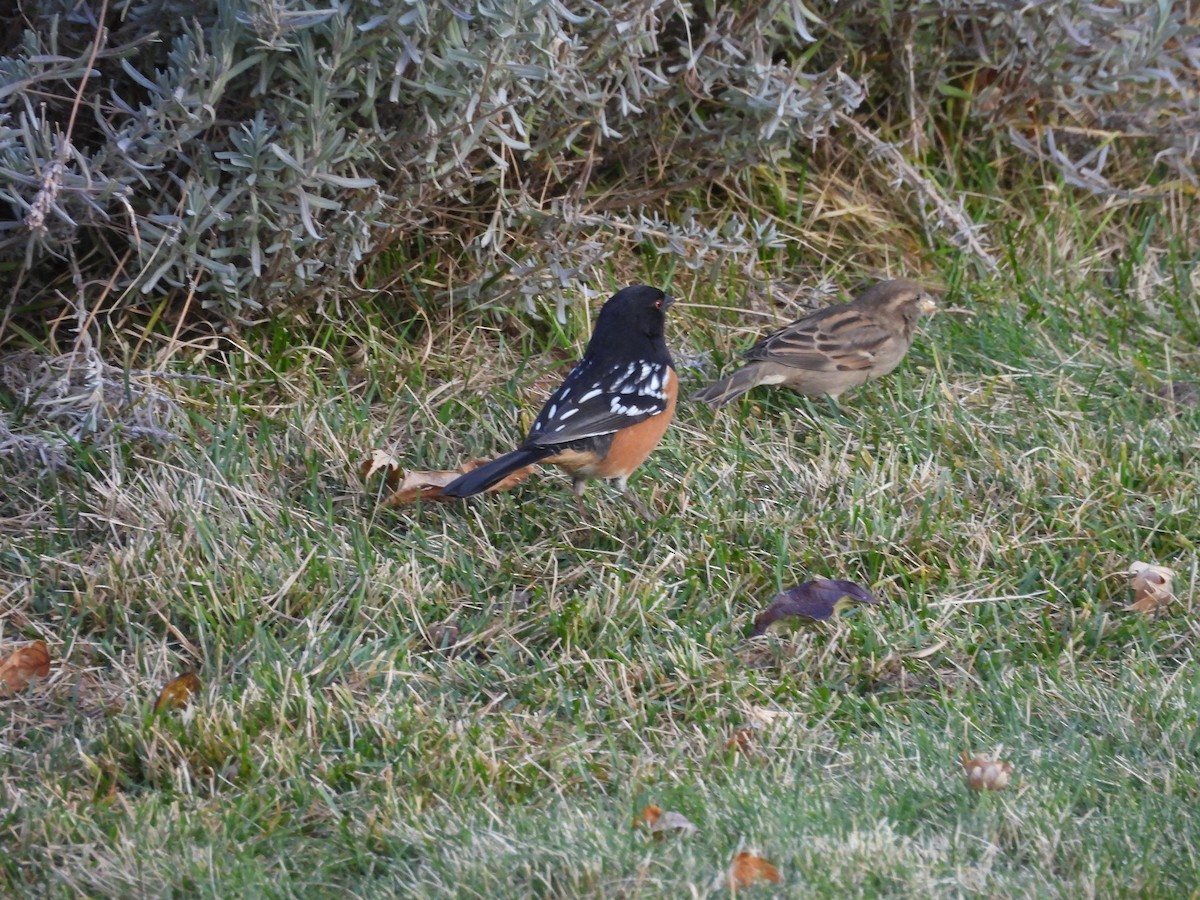 Tohi tacheté - ML647000225