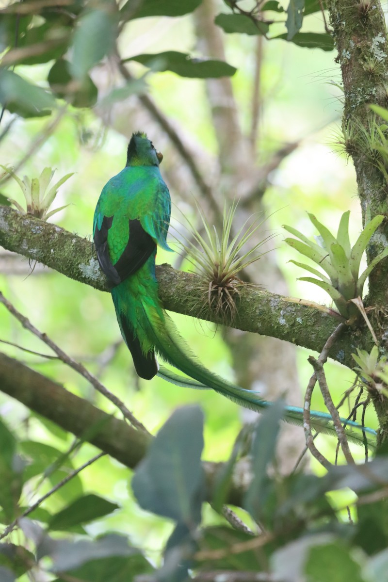 Resplendent Quetzal - ML647000231
