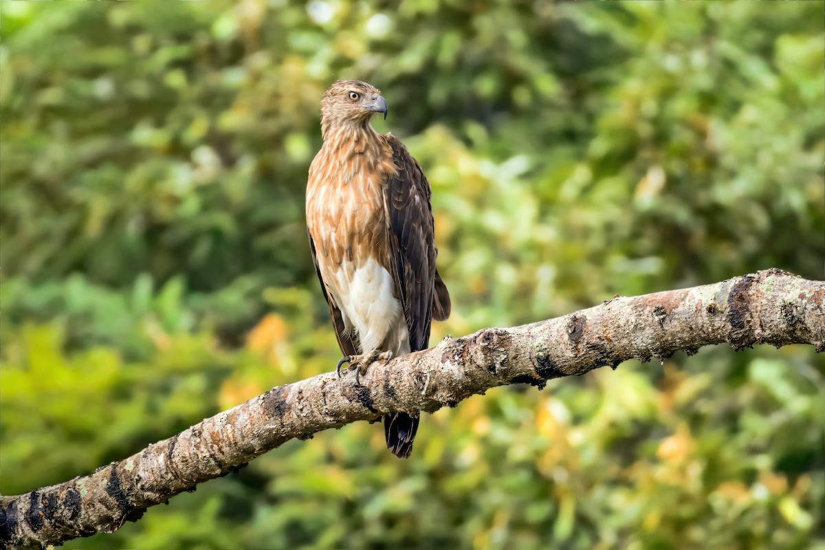 ウオクイワシ - ML647000232