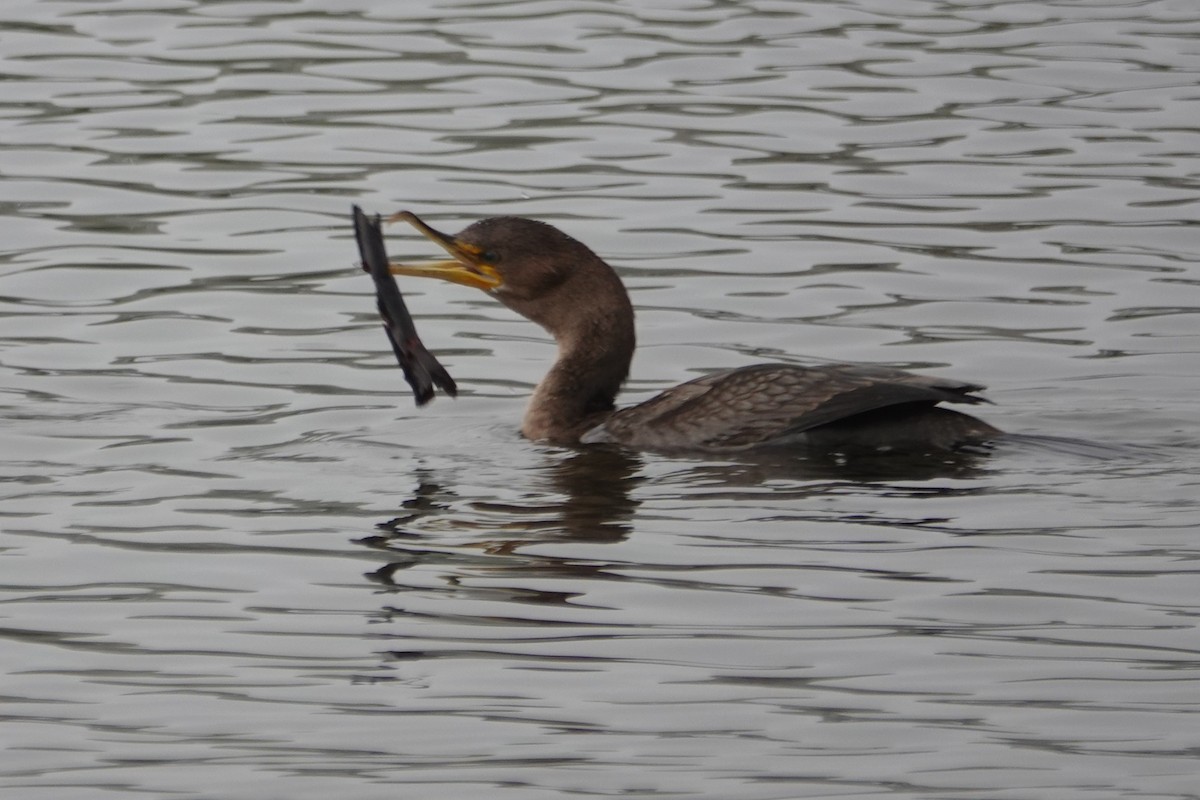 Double-crested Cormorant - ML647000233