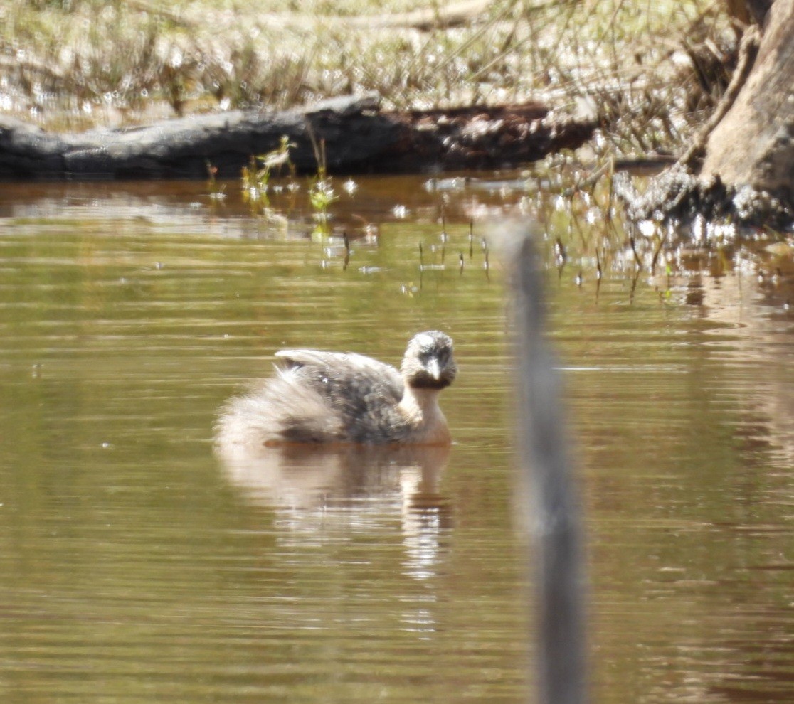 Hoary-headed Grebe - ML647000237