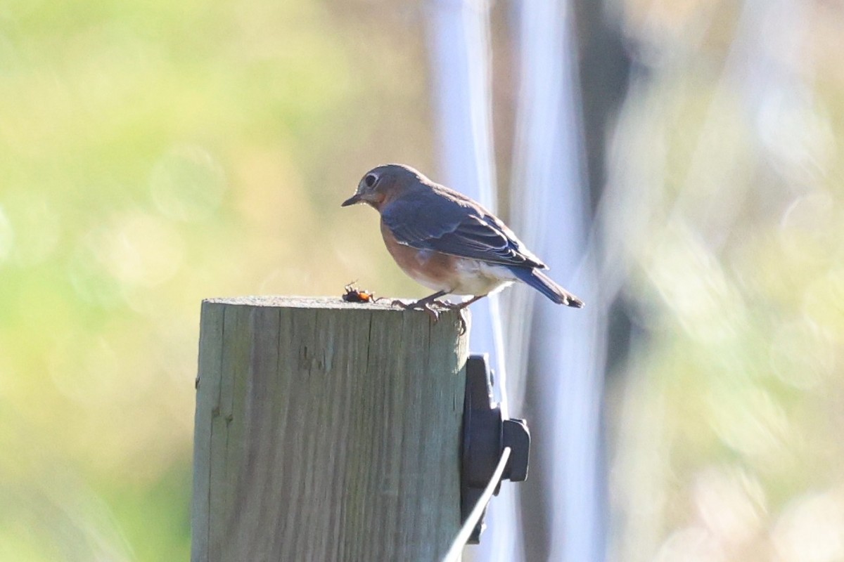 Azulejo Oriental - ML647000239