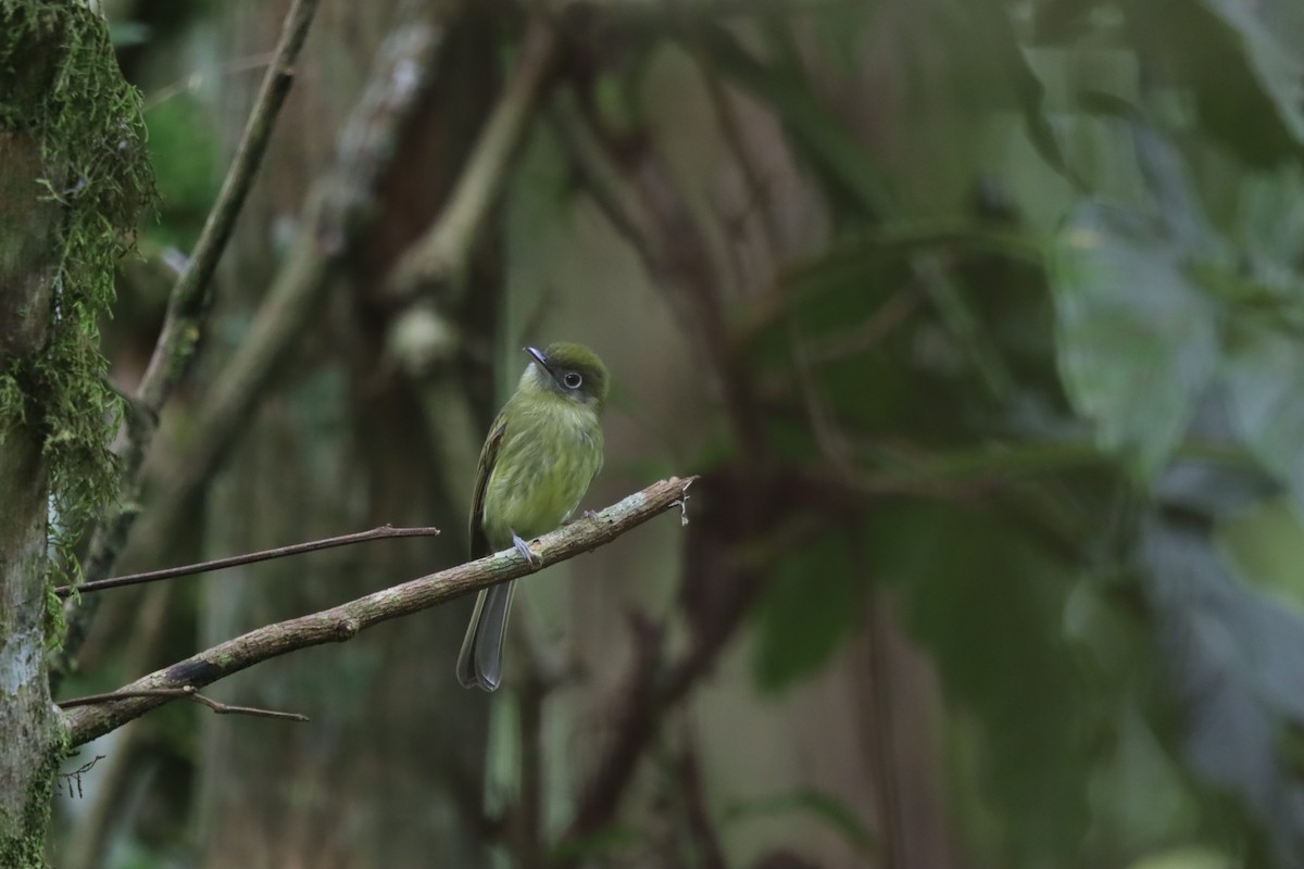 Eye-ringed Flatbill - ML647000251