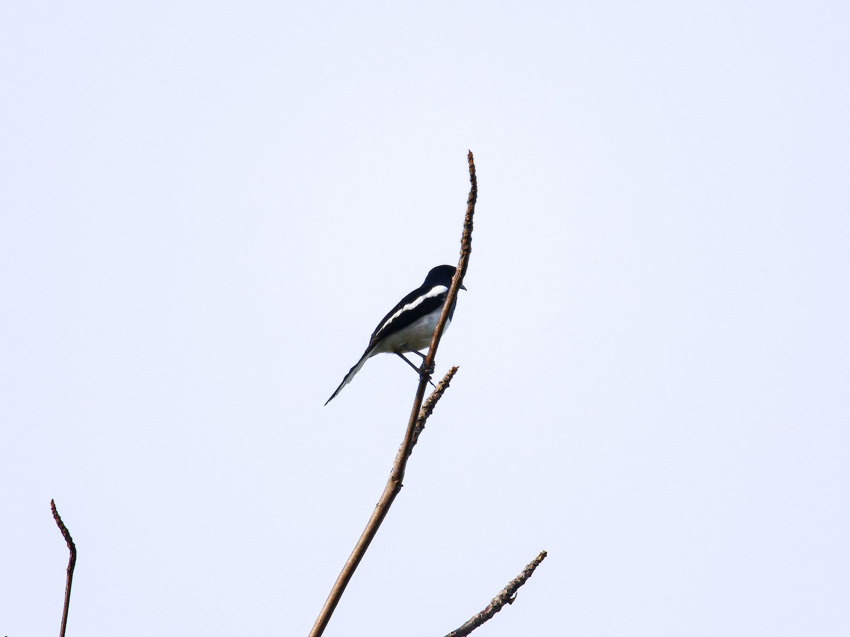 Oriental Magpie-Robin - ML647000253