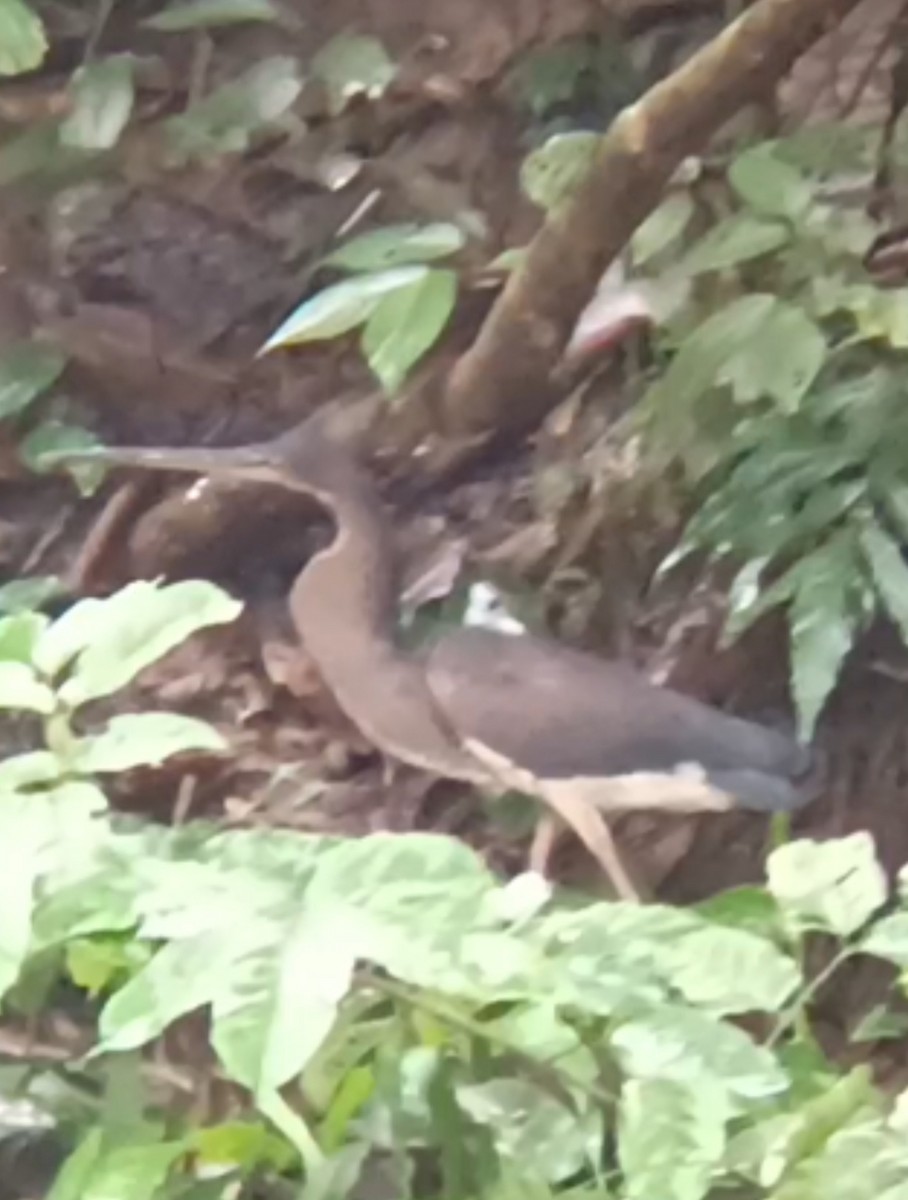 Agami Heron - ML647000256