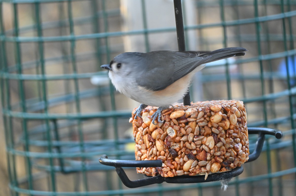 エボシガラ - ML647000257