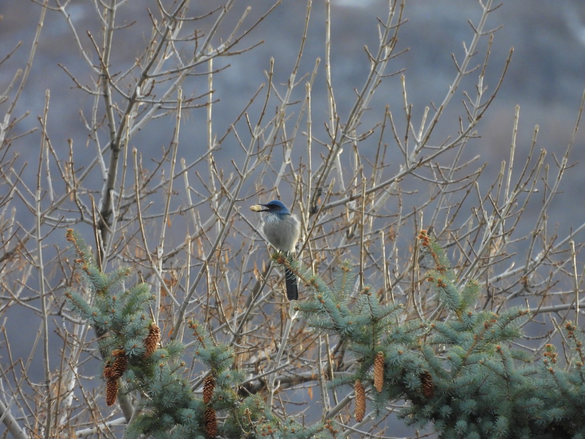 Geai de Woodhouse - ML647000259