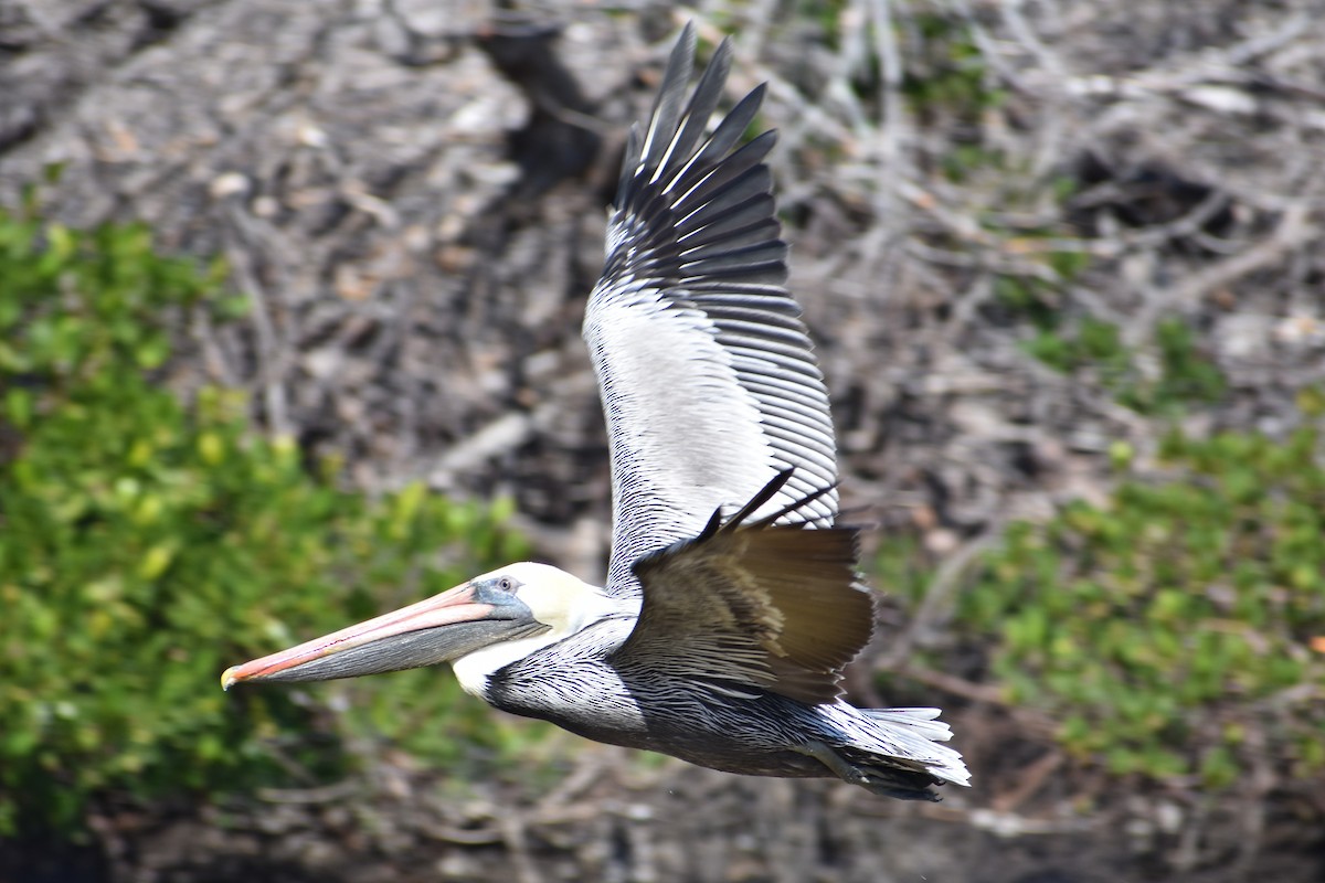 Brown Pelican - ML647000264