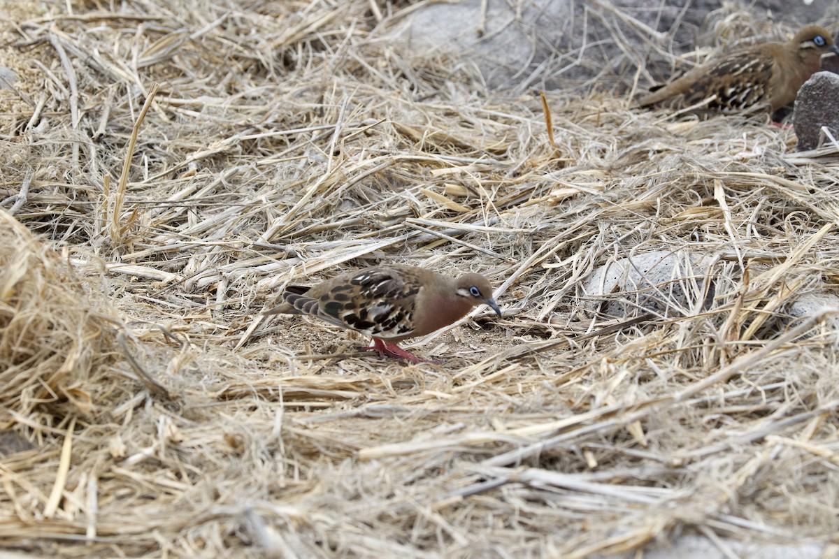 Galapagos Kumrusu - ML647000266
