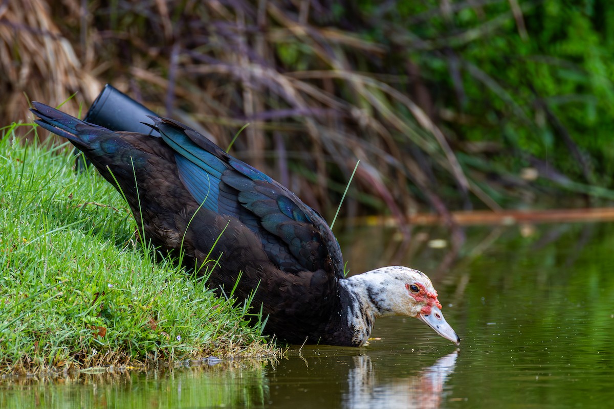 Canard musqué - ML647000267
