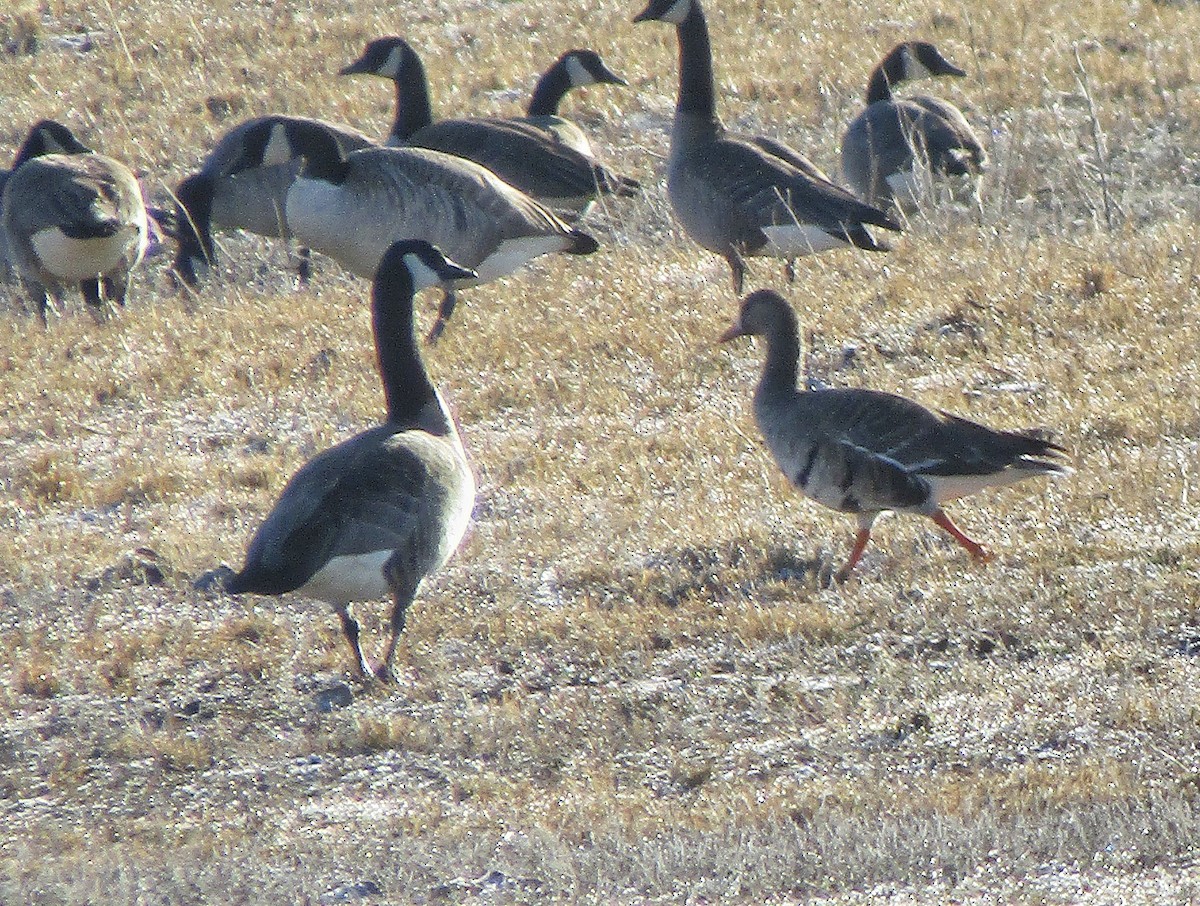 Oie rieuse - ML647000268