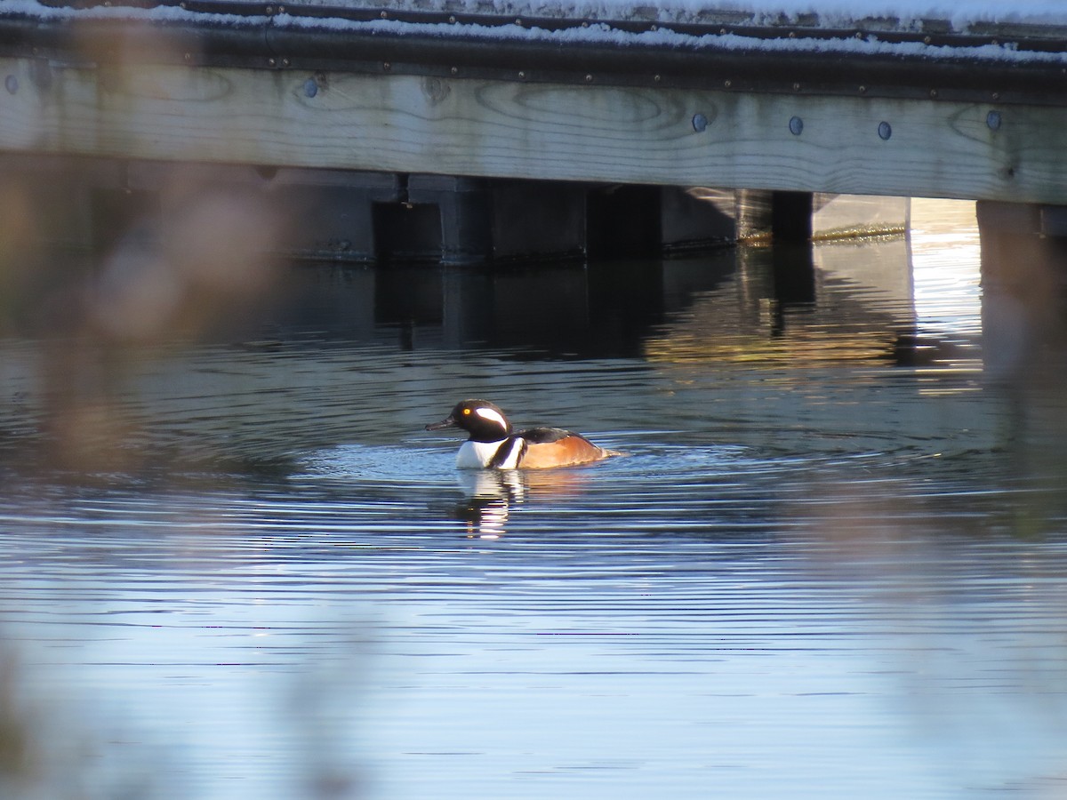 Harle couronné - ML647000270