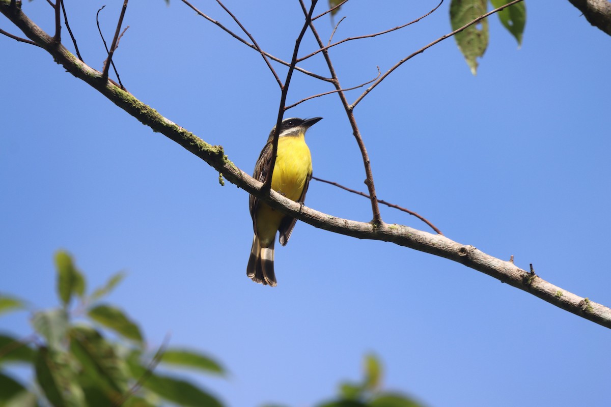 Tyran à ventre d'or - ML647000273