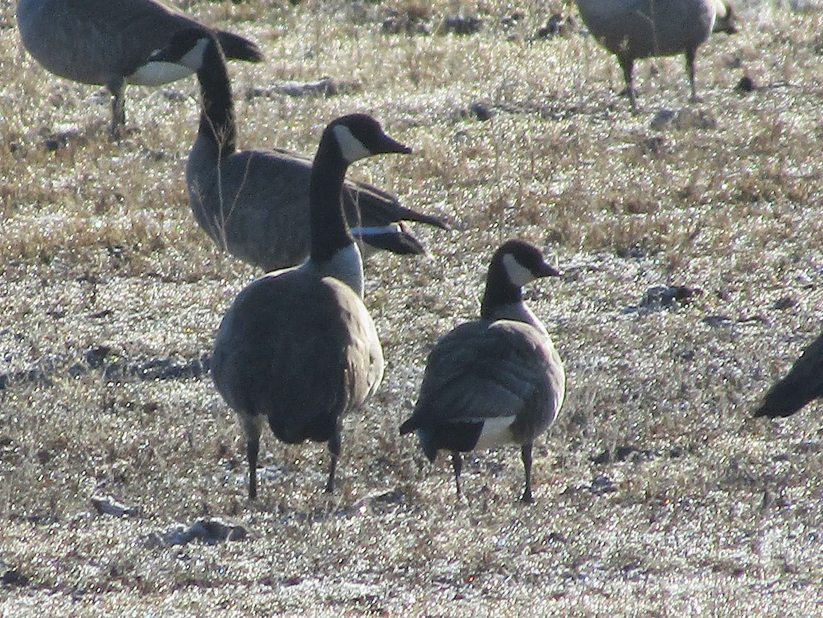 berneška malá - ML647000275