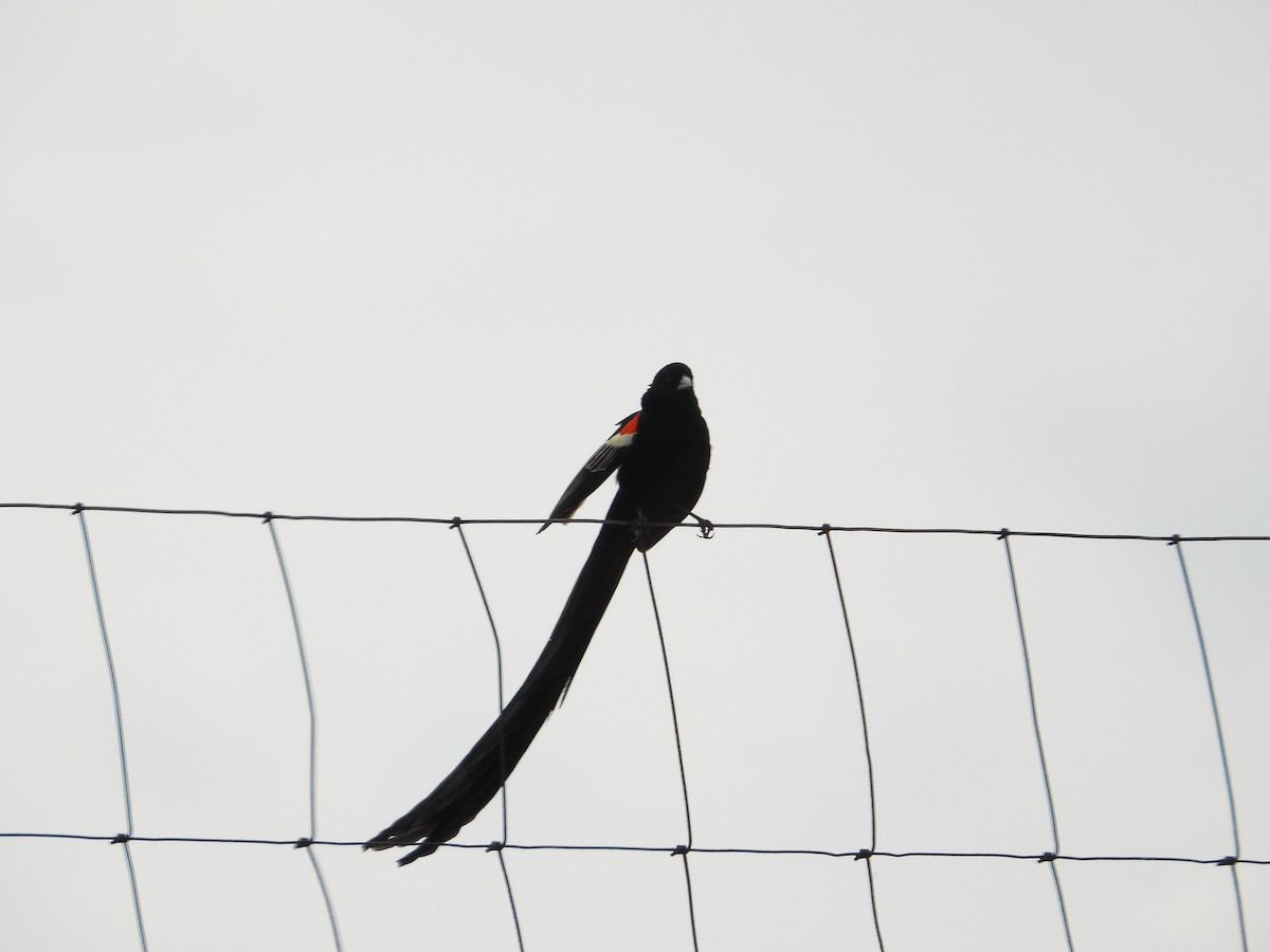 Euplecte à longue queue - ML647000276