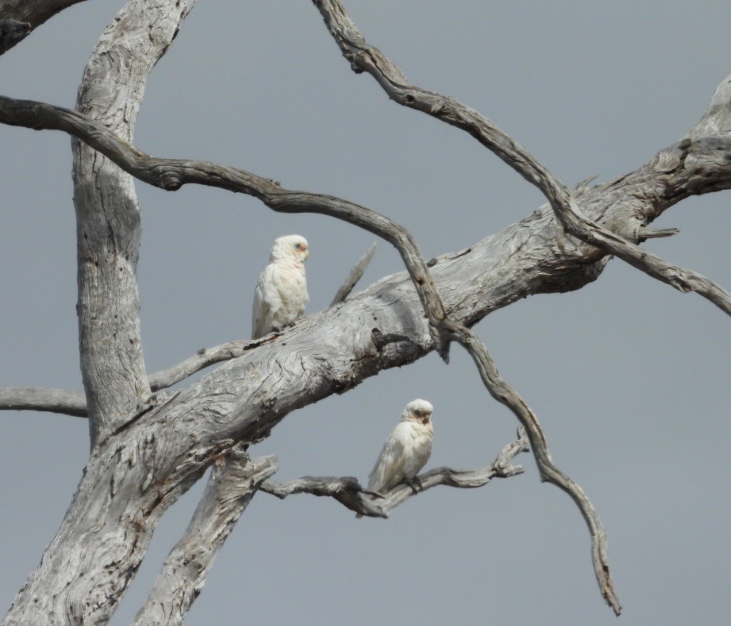 Cacatoès corella - ML647000278