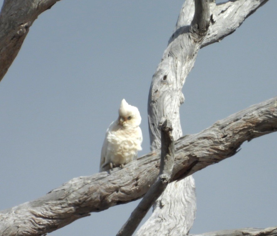 Cacatoès corella - ML647000279
