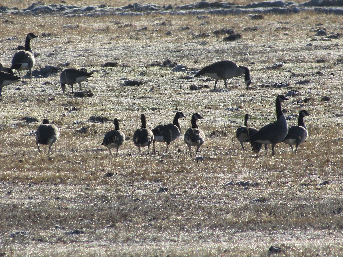 berneška malá - ML647000281