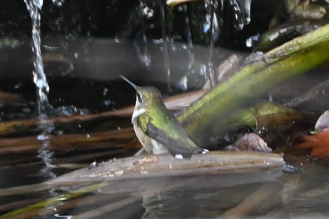Colibri à gorge rubis - ML647000282