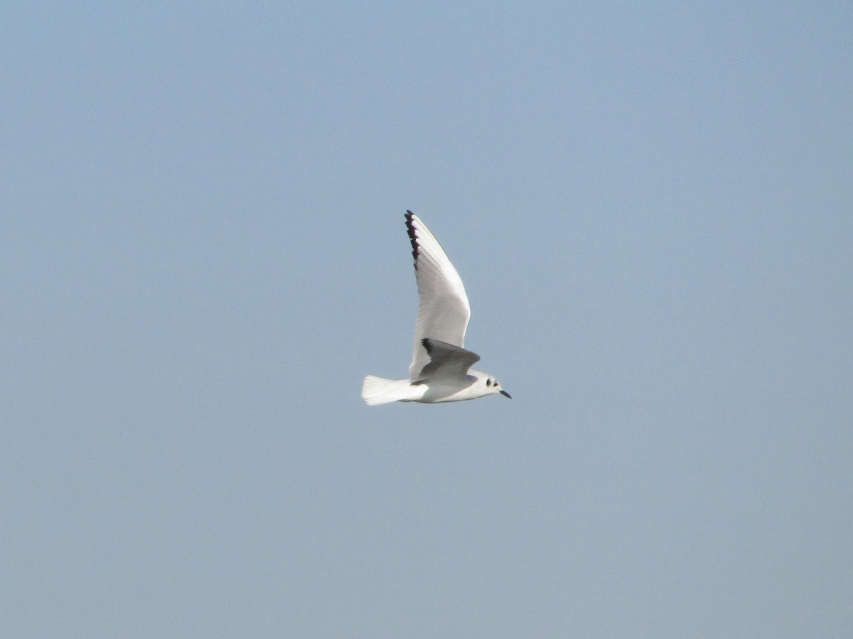 Mouette de Bonaparte - ML647000283