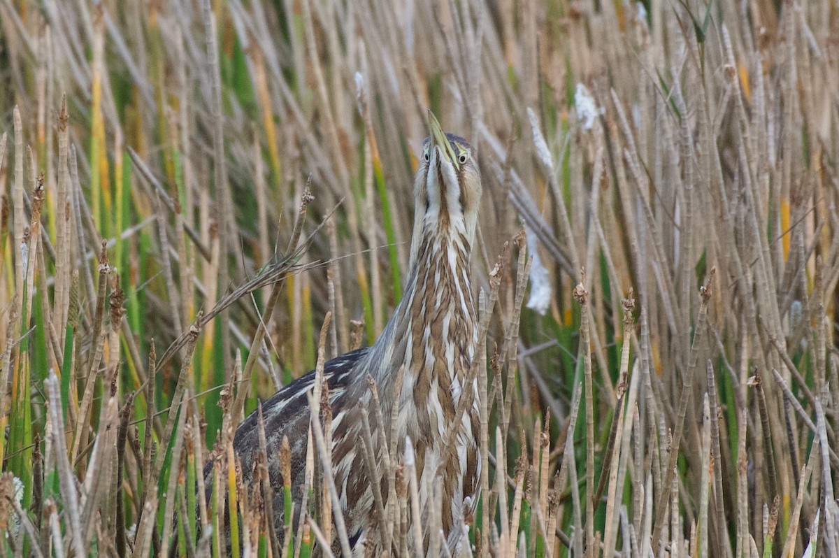Butor d'Amérique - ML647000284