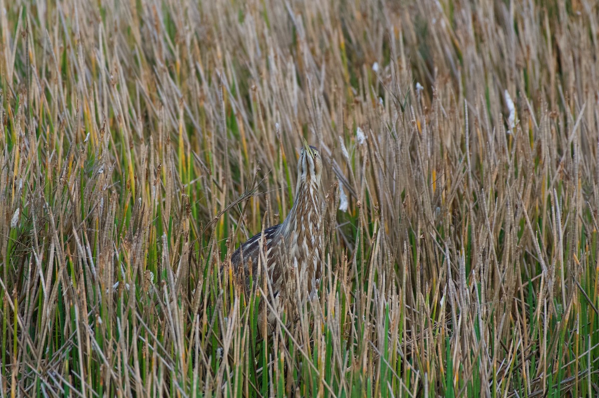 Butor d'Amérique - ML647000285