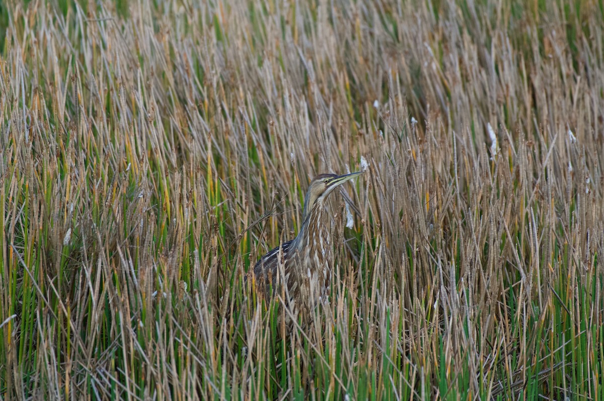 Butor d'Amérique - ML647000286