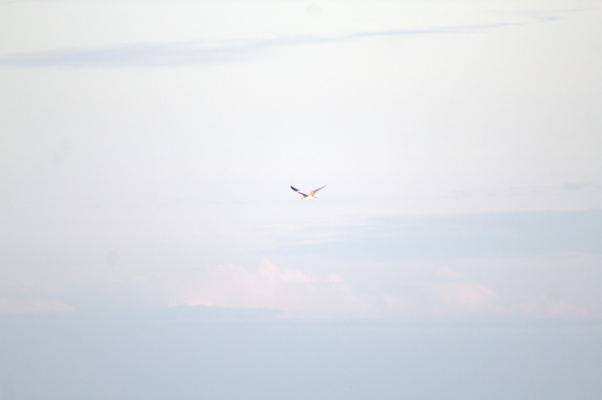 Sterne à gros bec - ML647000287