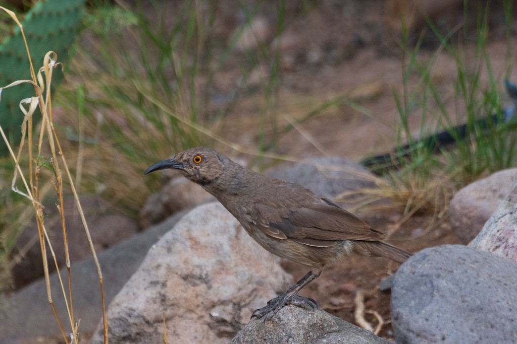 Curve-billed Thrasher - ML647000288