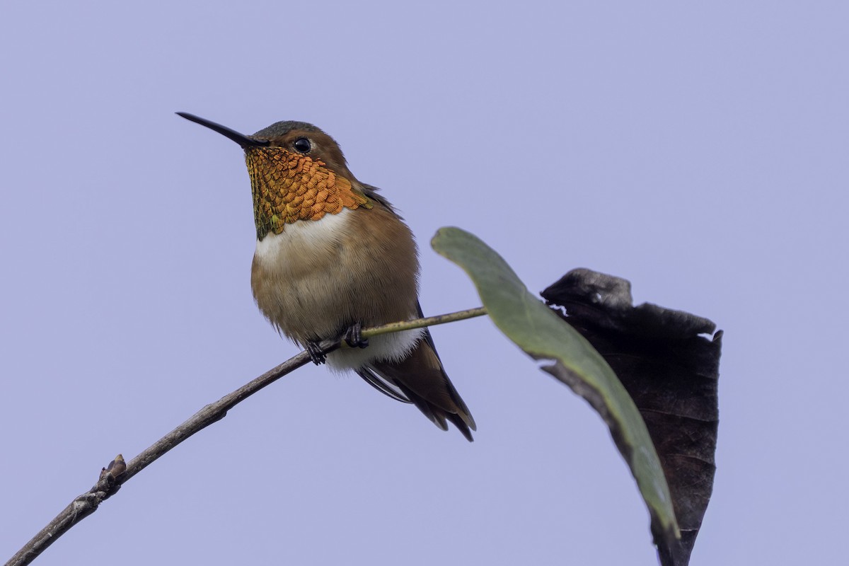 Colibri d'Allen - ML647000289