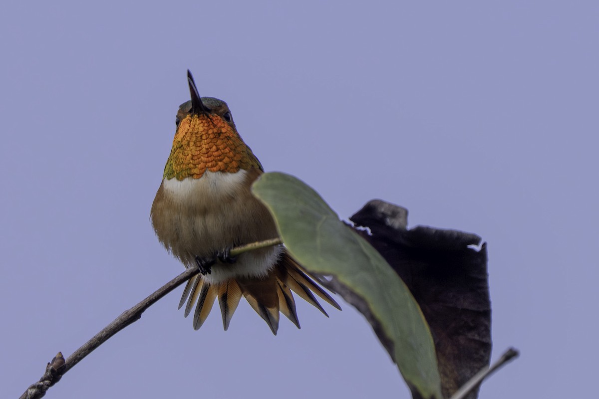 Colibri d'Allen - ML647000290