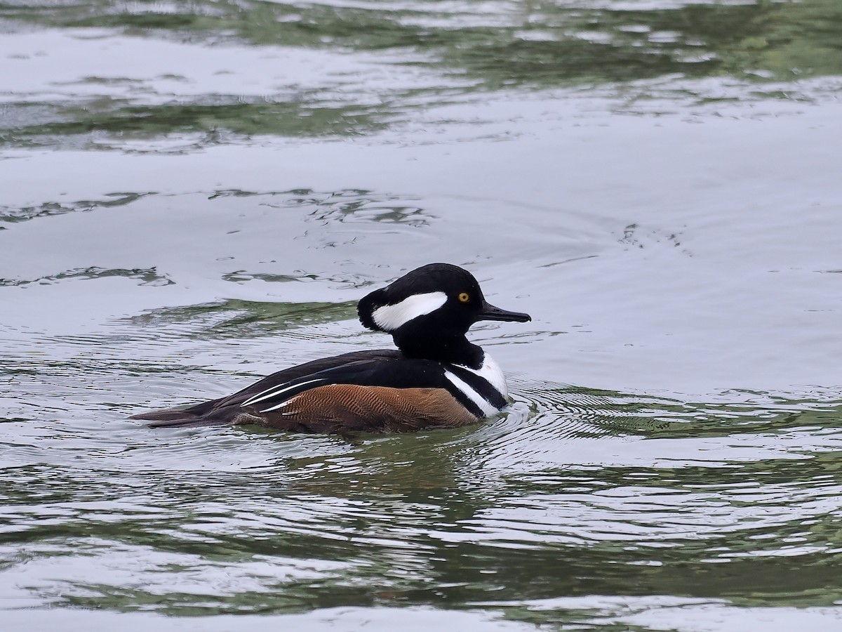 Harle couronné - ML647000291