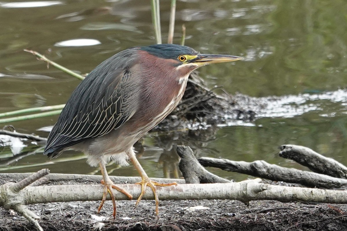 Green Heron - ML647000292