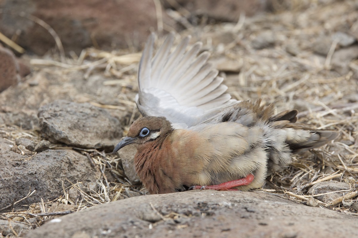Tourterelle des Galapagos - ML647000293