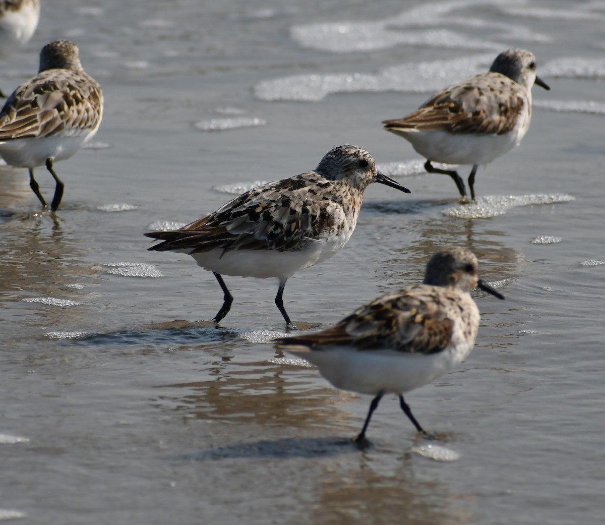 Bécasseau sanderling - ML647000294