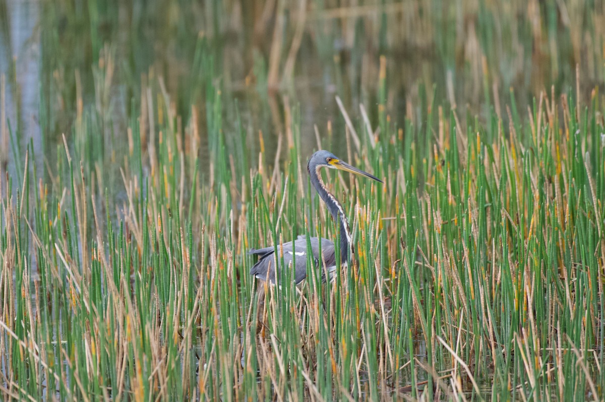 Aigrette tricolore - ML647000295