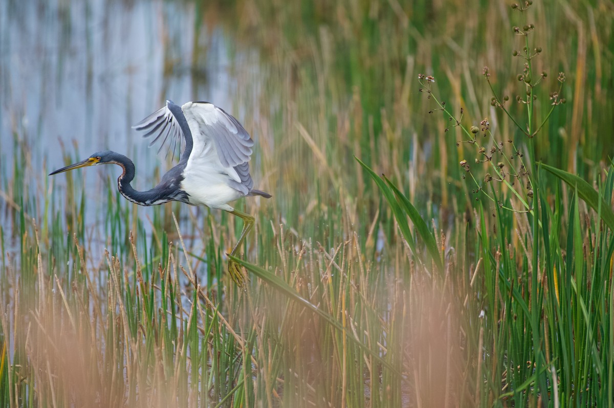 Aigrette tricolore - ML647000296