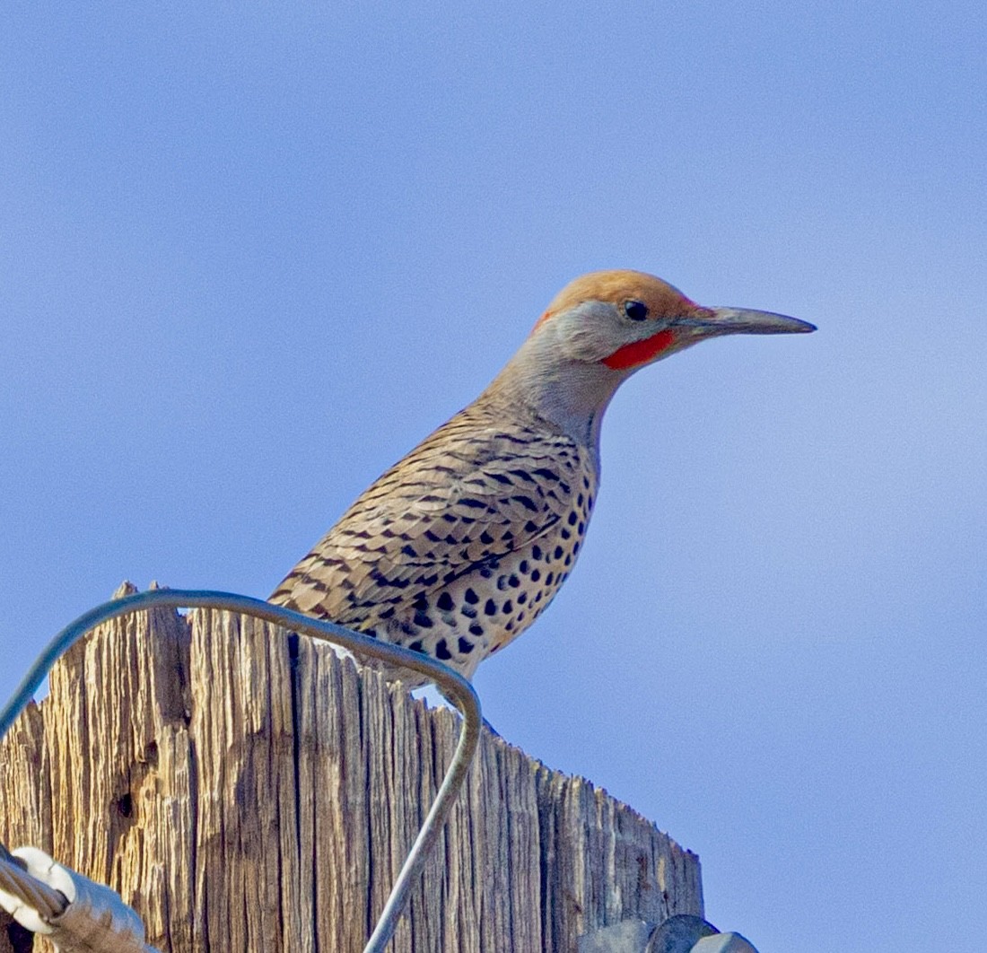 Pic chrysoïde - ML647000297