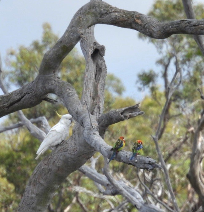 Perruche omnicolore - ML647000298