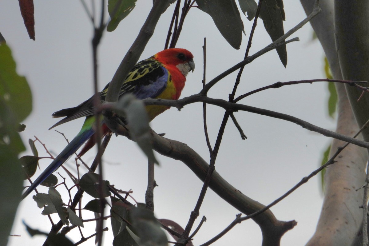 Perruche omnicolore - ML647000299