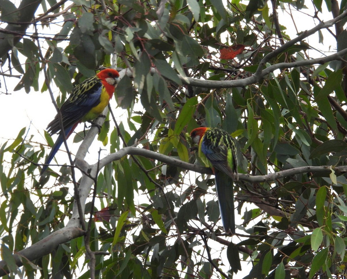 Perruche omnicolore - ML647000300